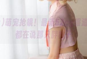 萌宠抢镜！最新52cg报道，大家都在说那只胖橘子