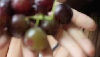 “‘zztt黑料网’观看指南”——吃瓜界的永不迷路秘籍